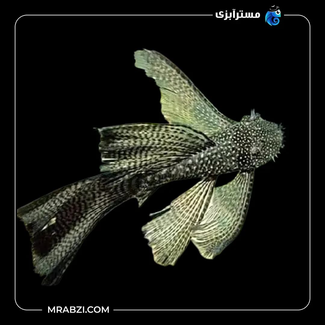کت پوزه بوته ای باله بلند مشکی