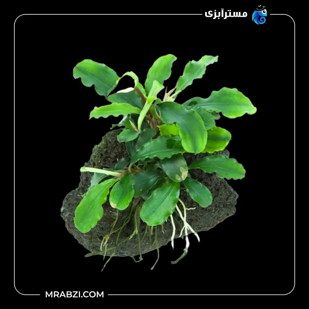 بوسفلاندرا گرین ویوی (بوسفلاندرا مواج سبز)