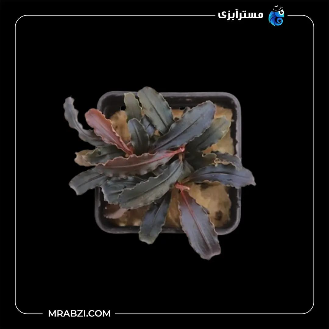 بوسفلاندرا بلیندای — تصویر ۲