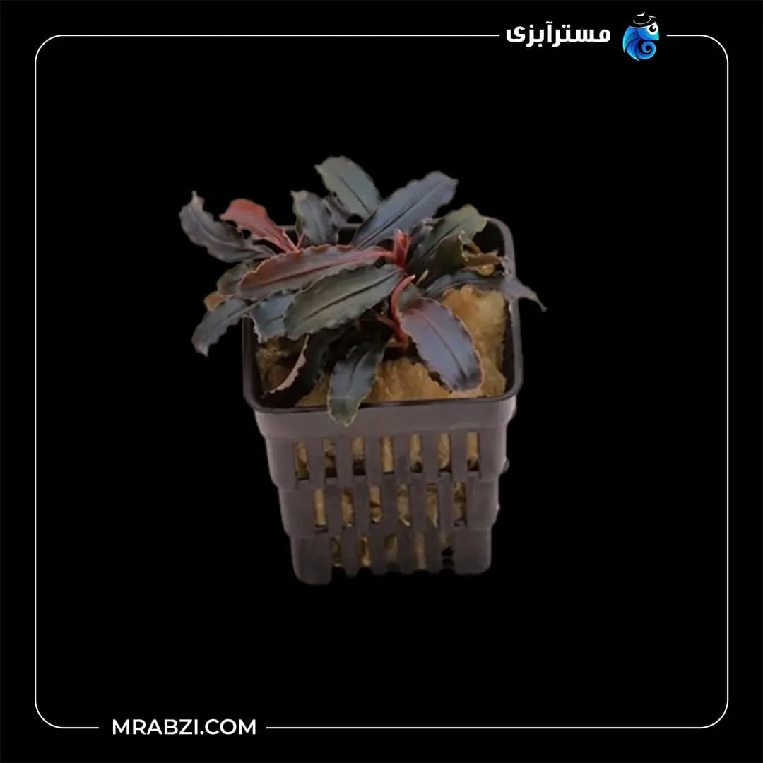 بوسفلاندرا بلیندای