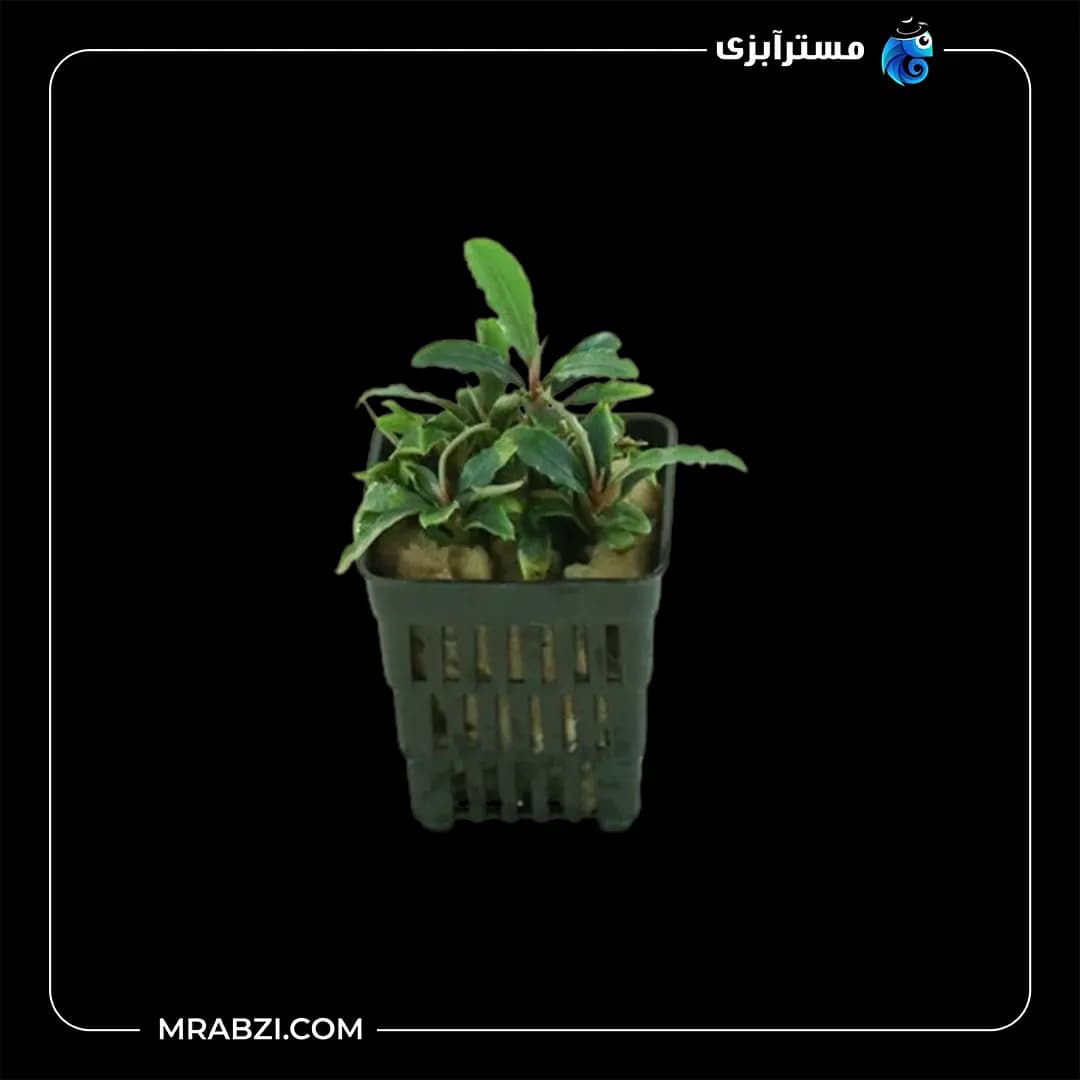 بوسفلاندرا ولوت