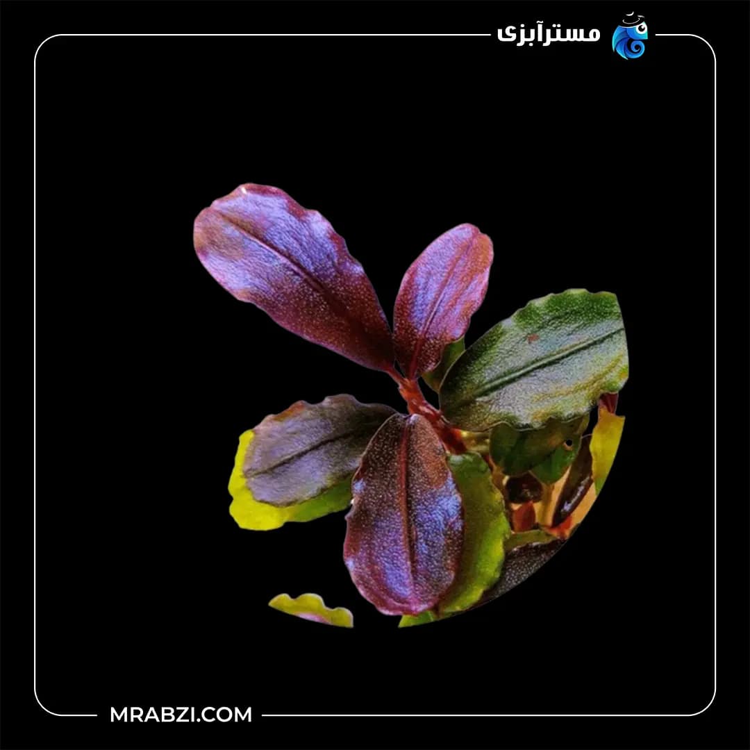 بوسفلاندرا فونیکس رد