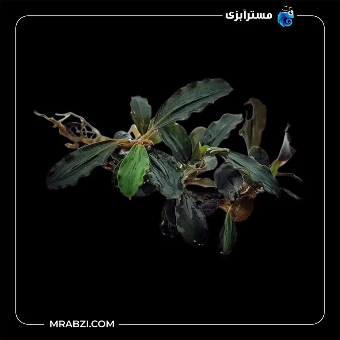 بوسفلاندرا قهوه‌ای متالیکا