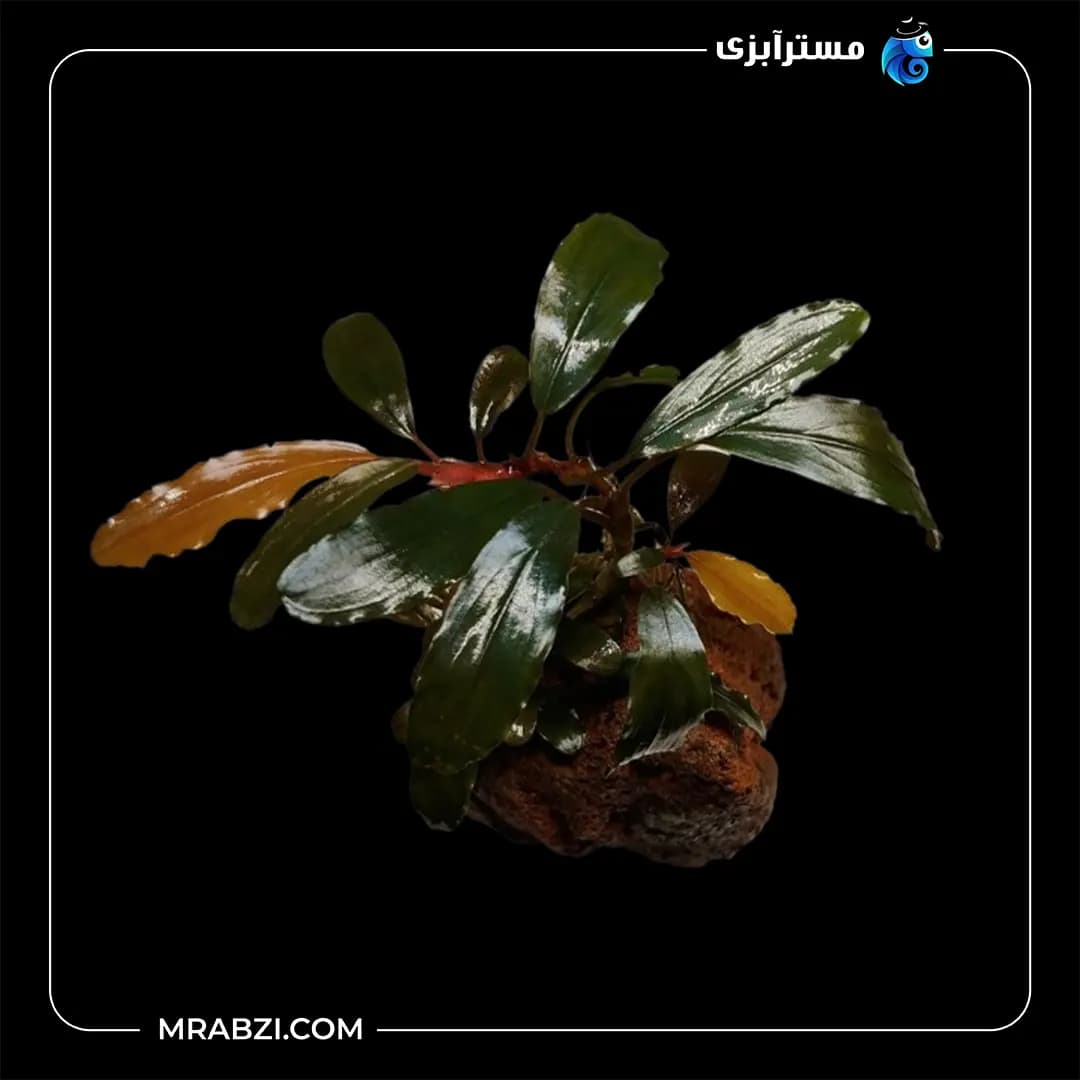 بوسفلاندرا رد مینی
