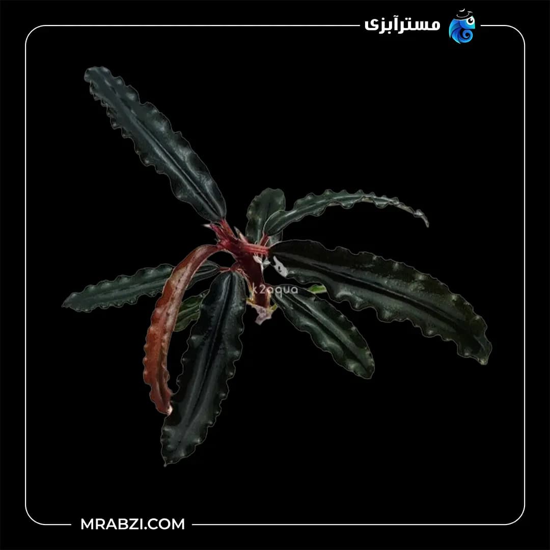 بوسفلاندرا روح قهوه‌ای