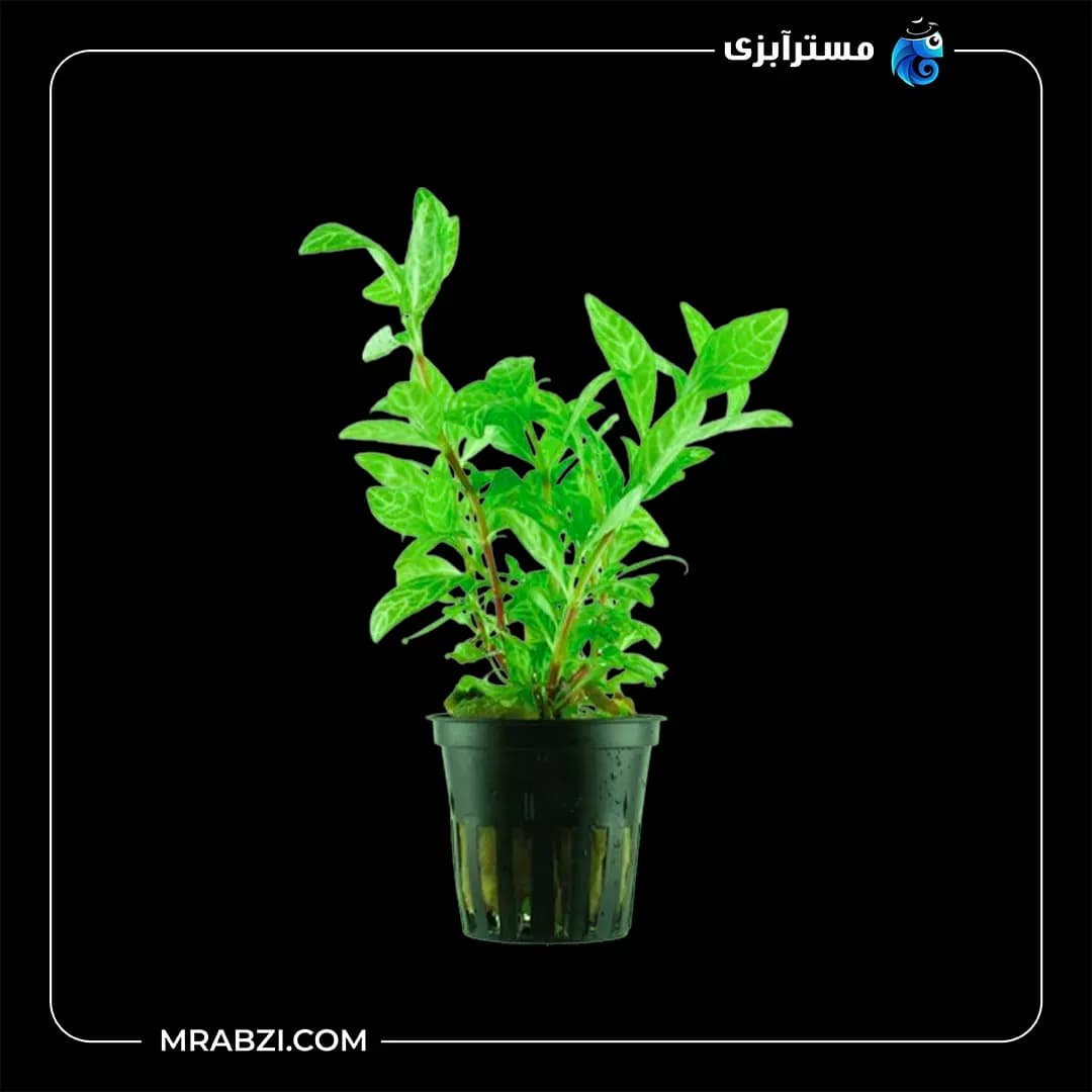 هایگروفیلا رزا