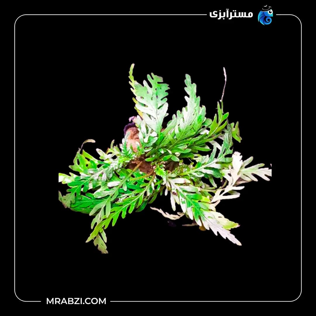هیگروفیلا پیناتیفیدا — تصویر ۲