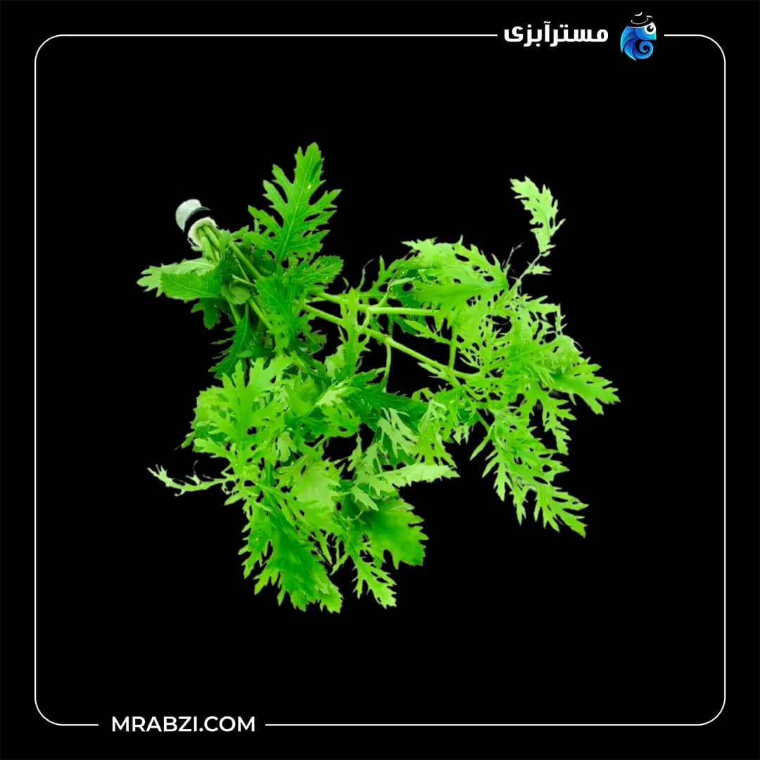 هایگروفیلا دیفورمیس (افرا)