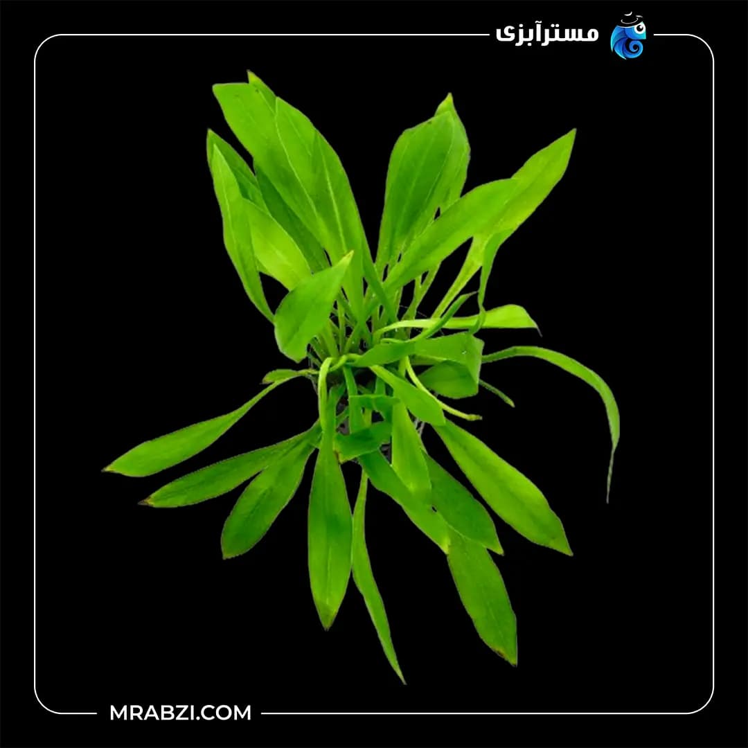 اچینودوروس (هلانتیوم) تنلوس