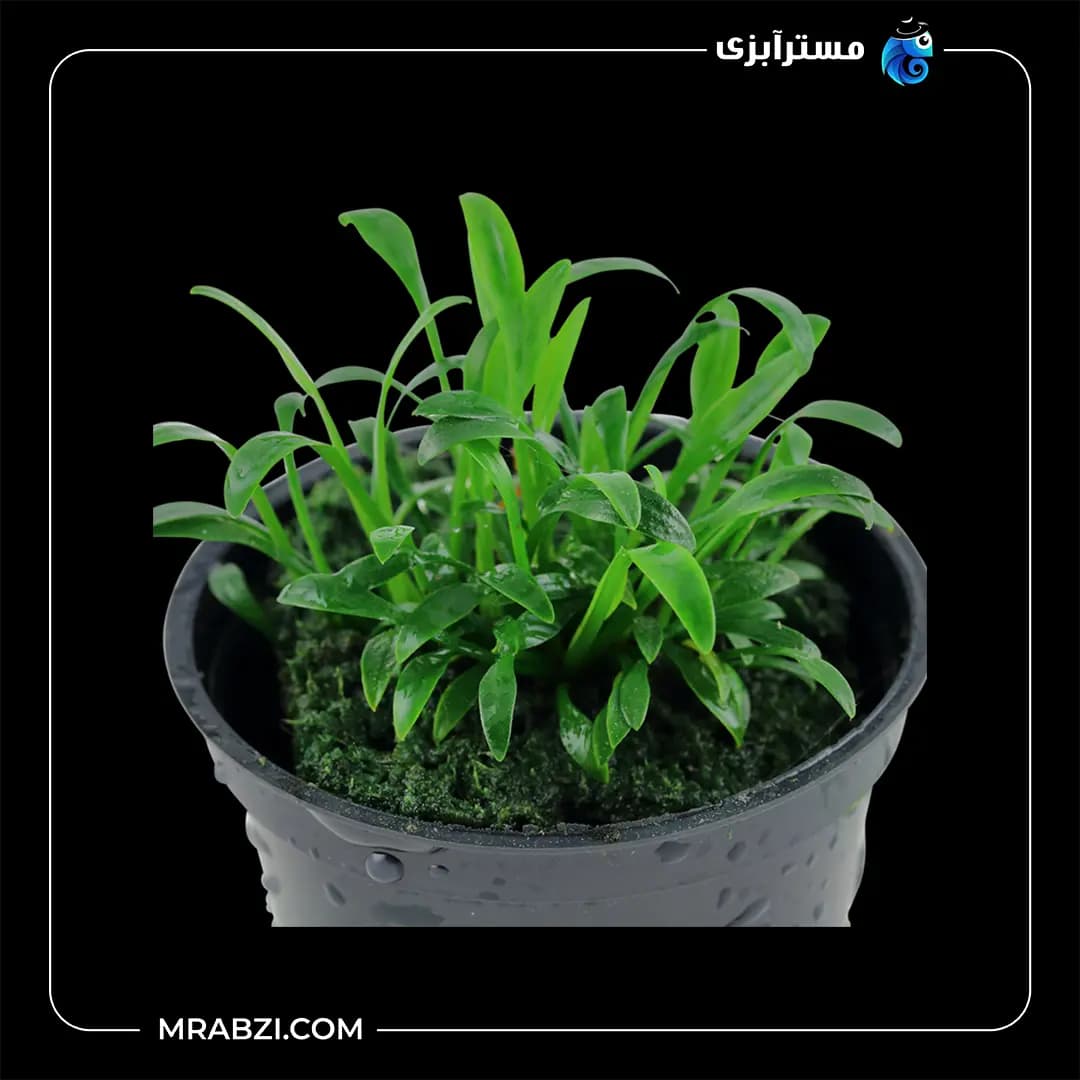 کریپتوکورین پاروا