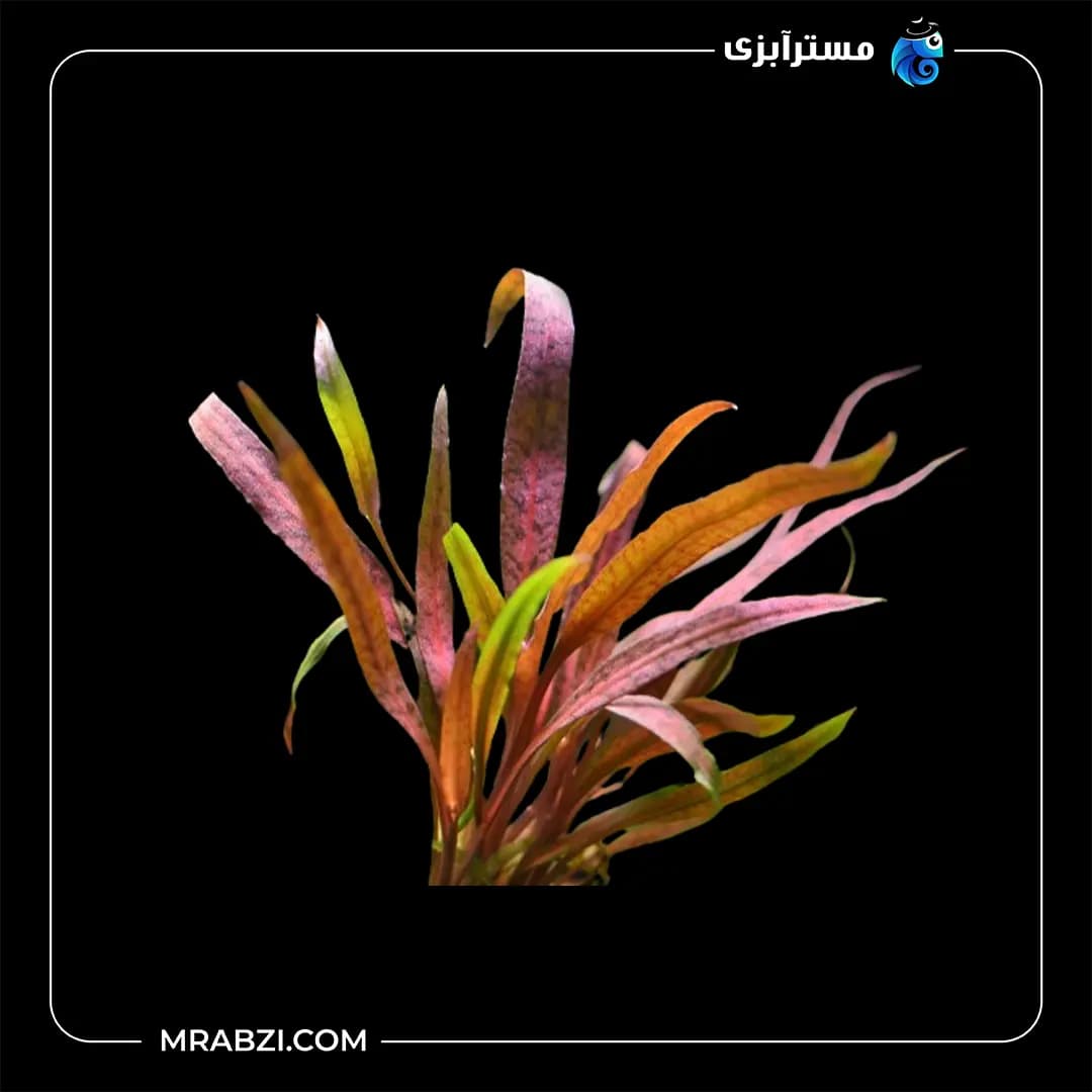 کریپتون آلبیدا قرمز