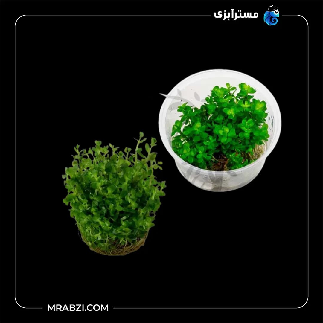 روتالا ایندیکا (روتالا بونسای)