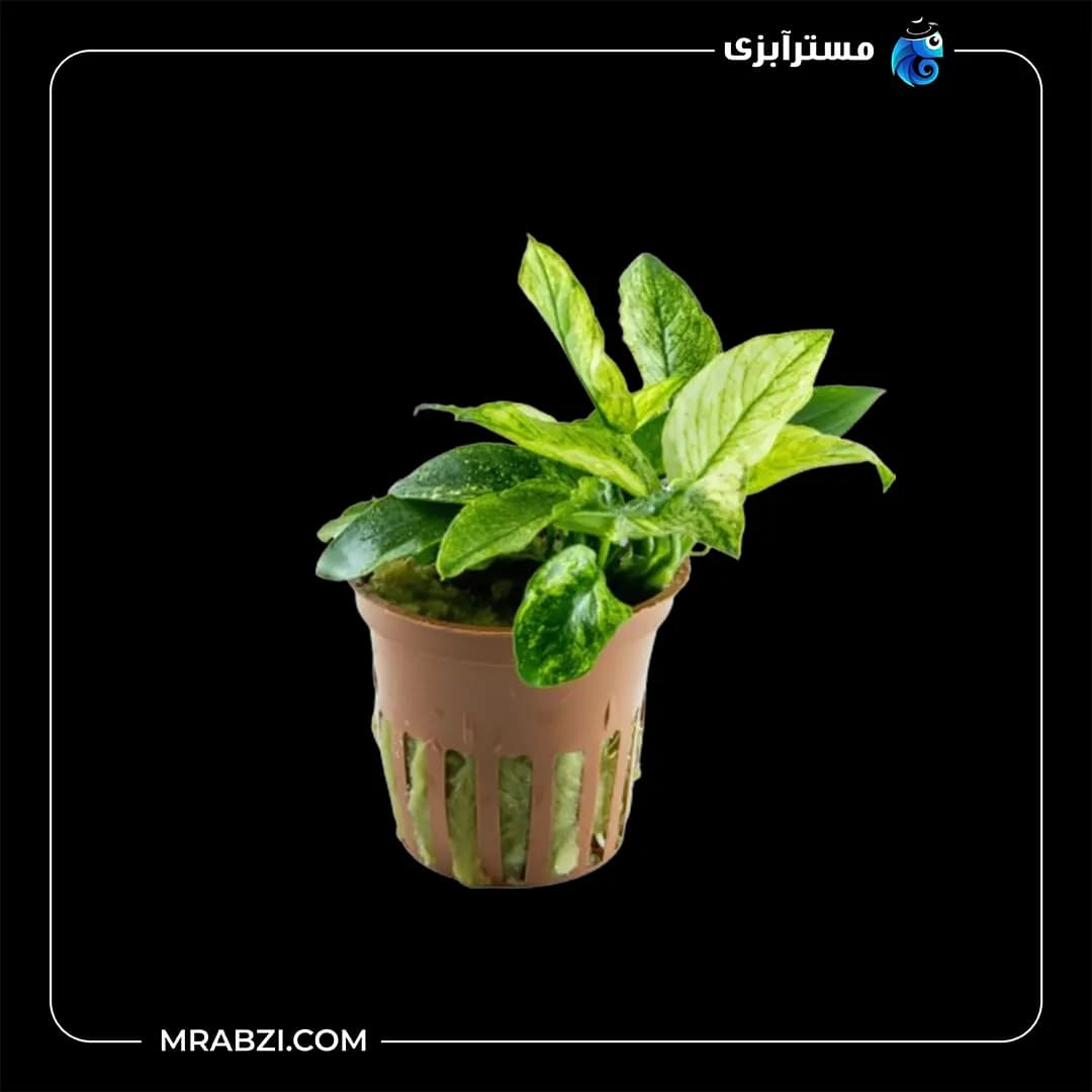 آنوبیاس سفید پینتو