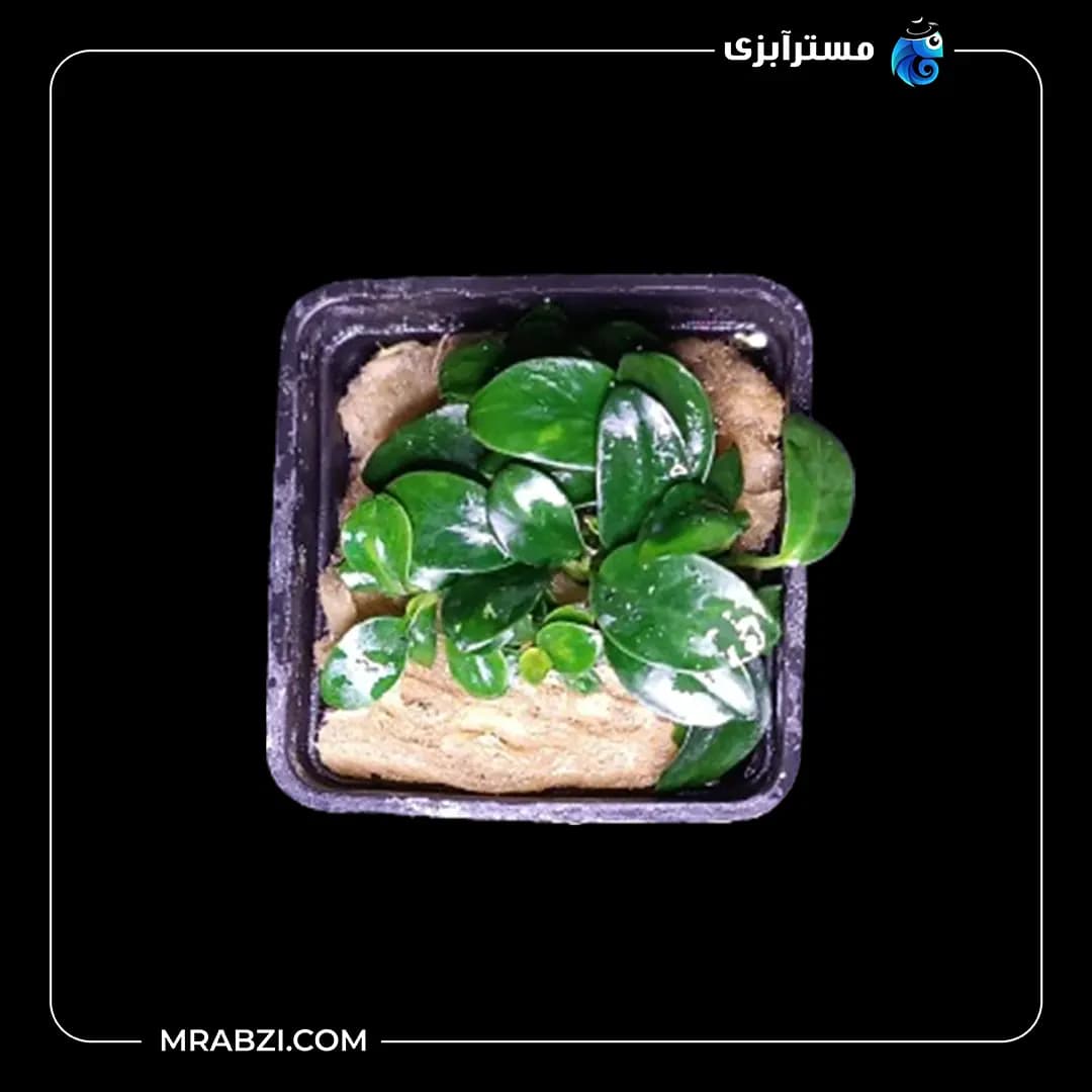 آنوبیاس بارتری وار نانا پتیت — تصویر ۲