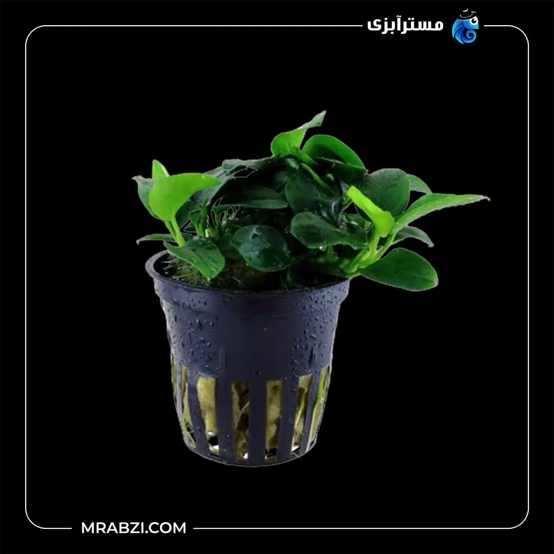 آنوبیاس بارتری وار نانا پتیت