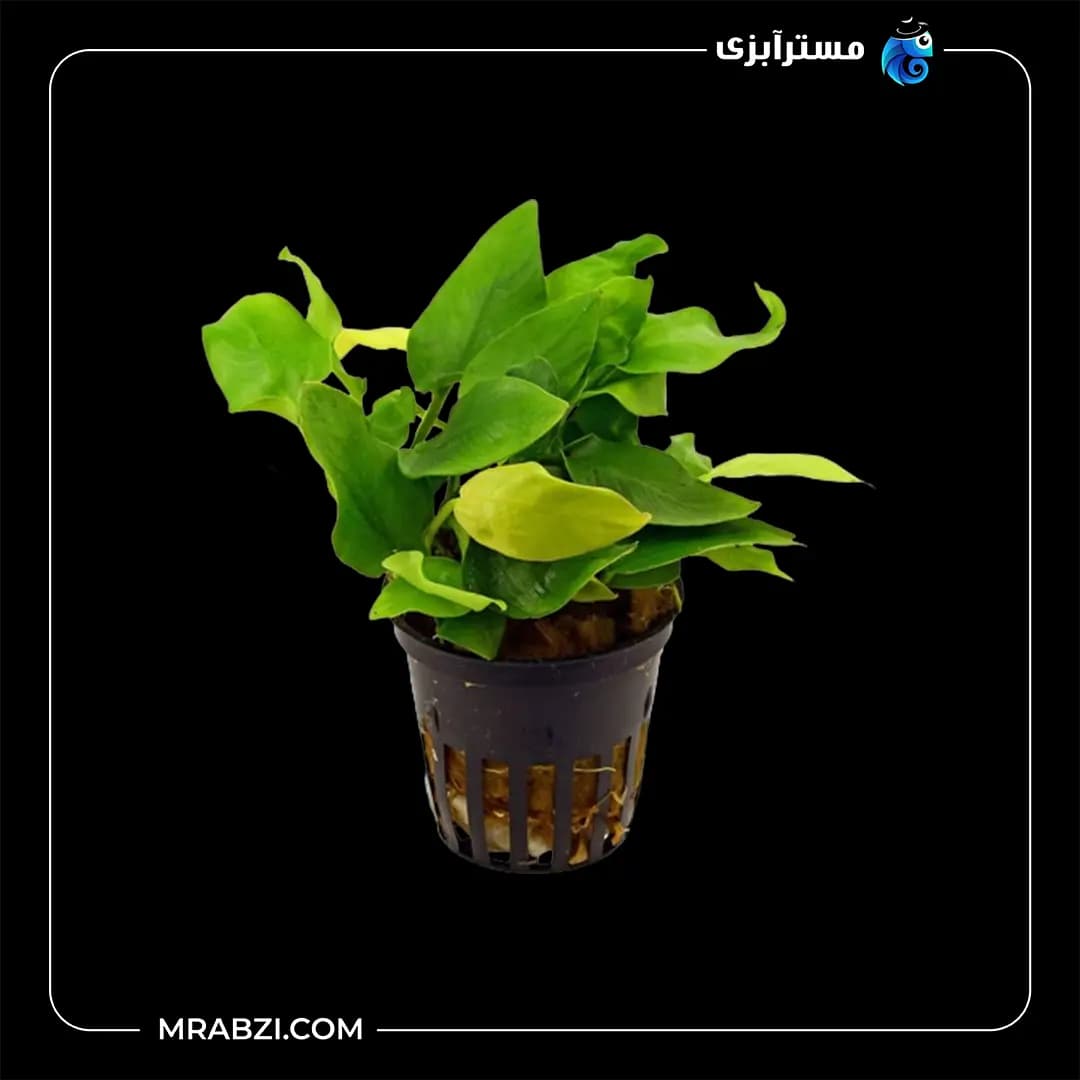 آنوبیاس مینی گلدن