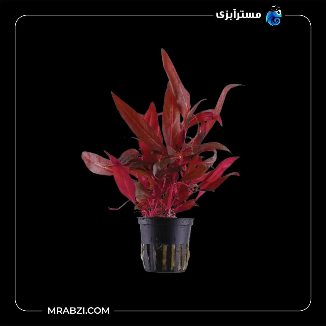 آلترنانترا رینکی مینی