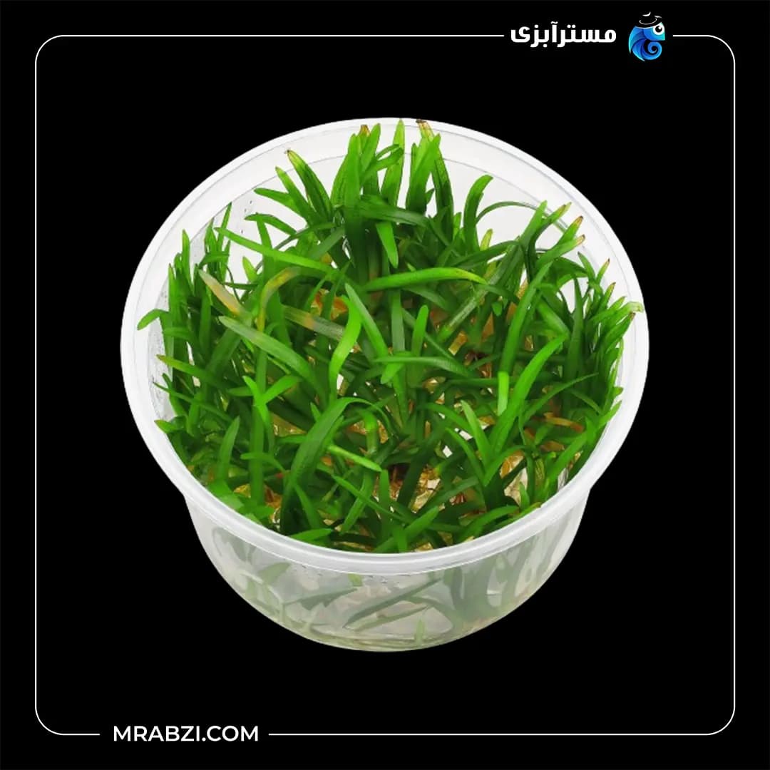 ساجیتریا