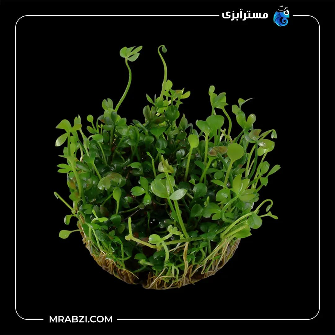 چمن مارش