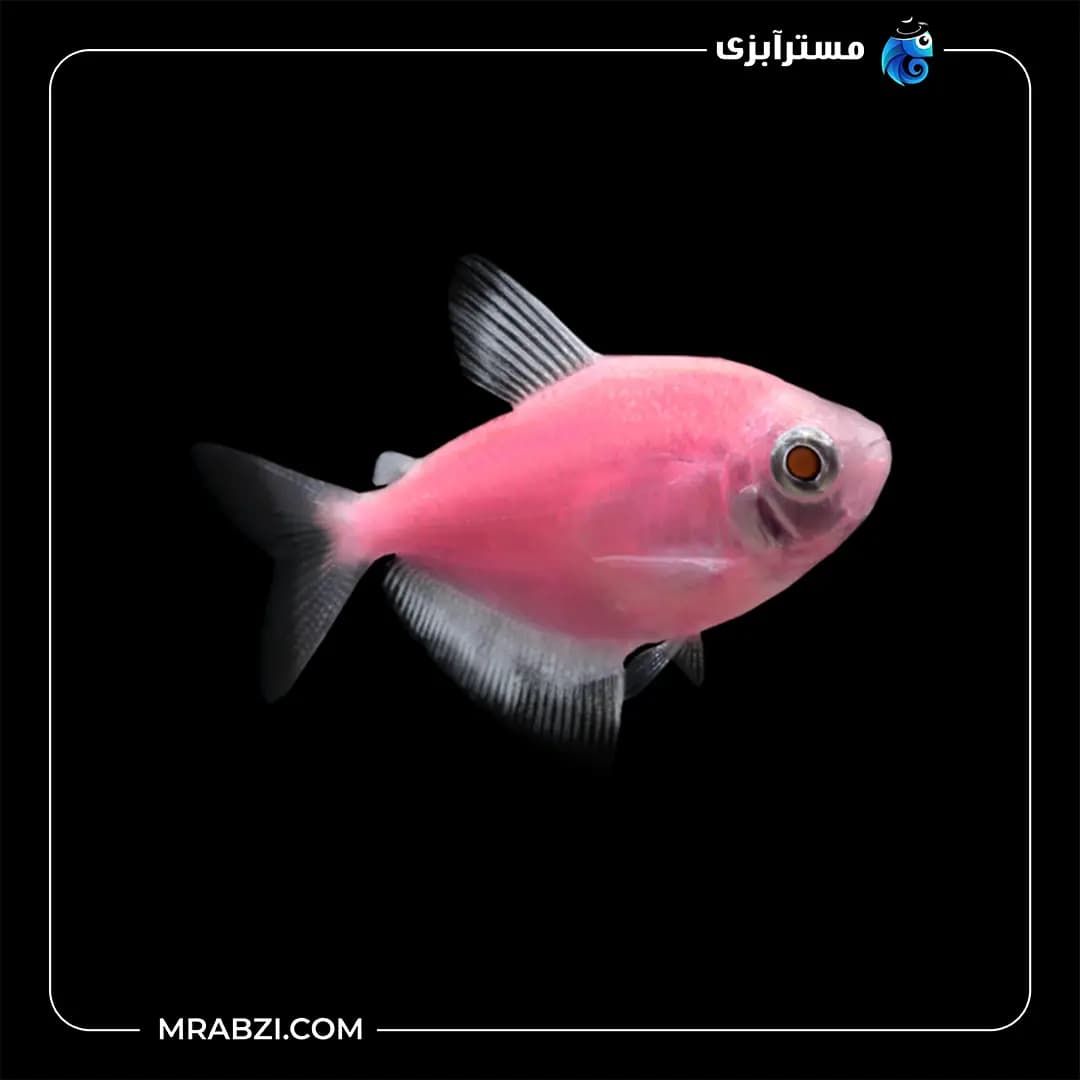 کالر ویدو صورتی