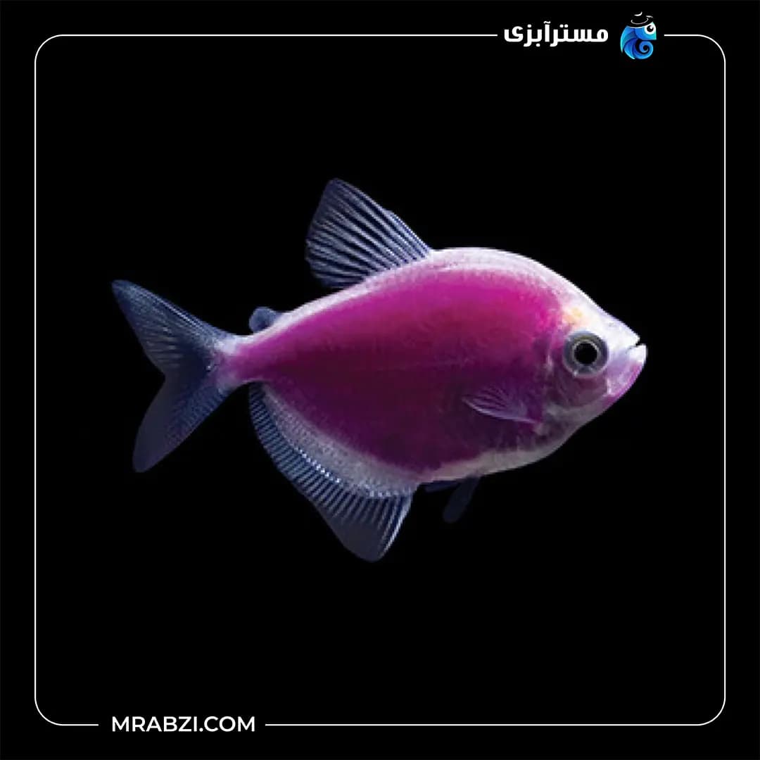 کالر ویدو بنفش