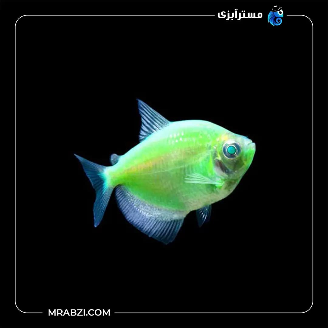 کالر ویدو سبز