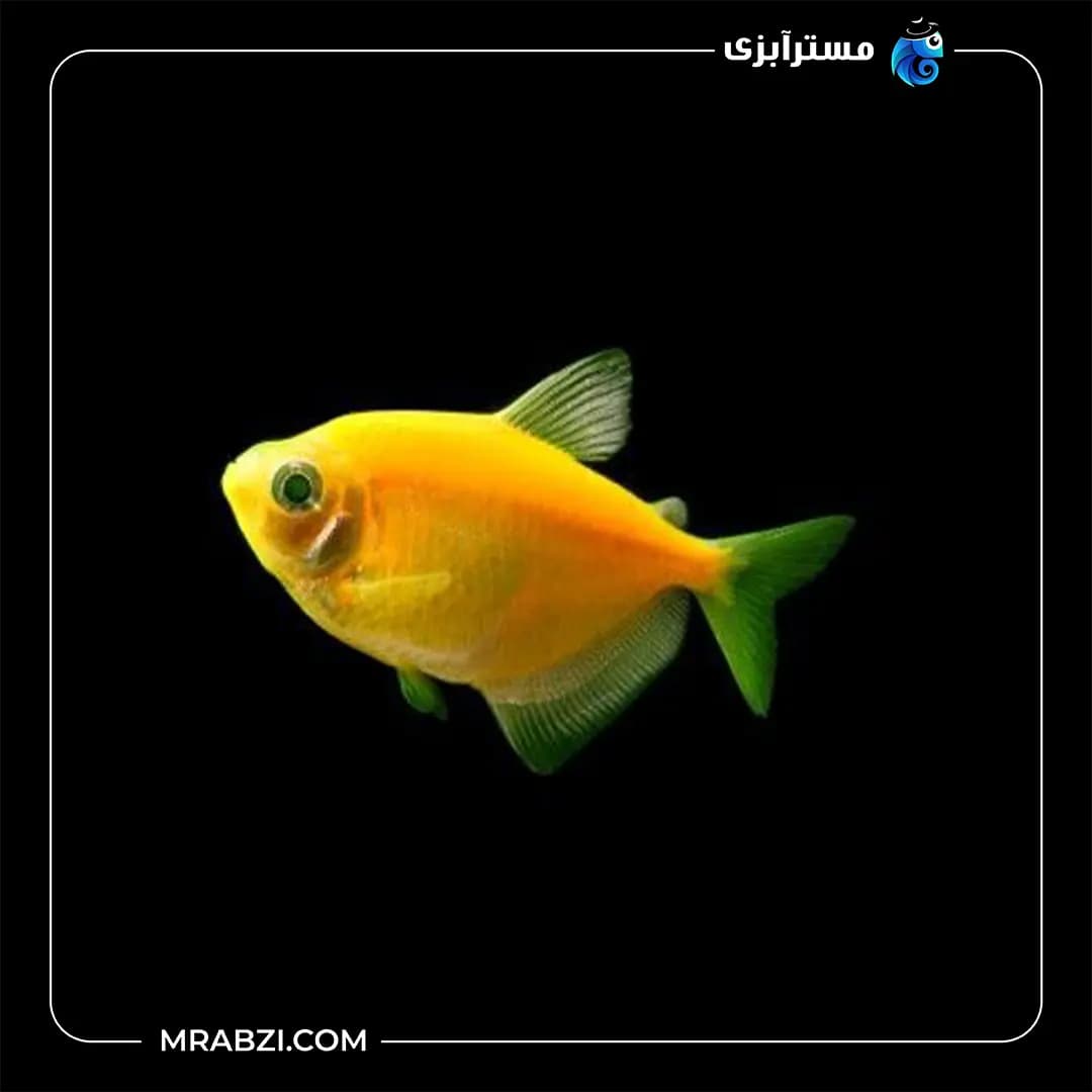 کالر ویدو نارنجی