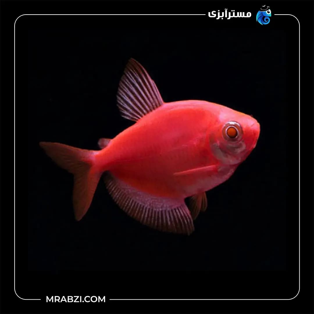 کالر ویدو قرمز