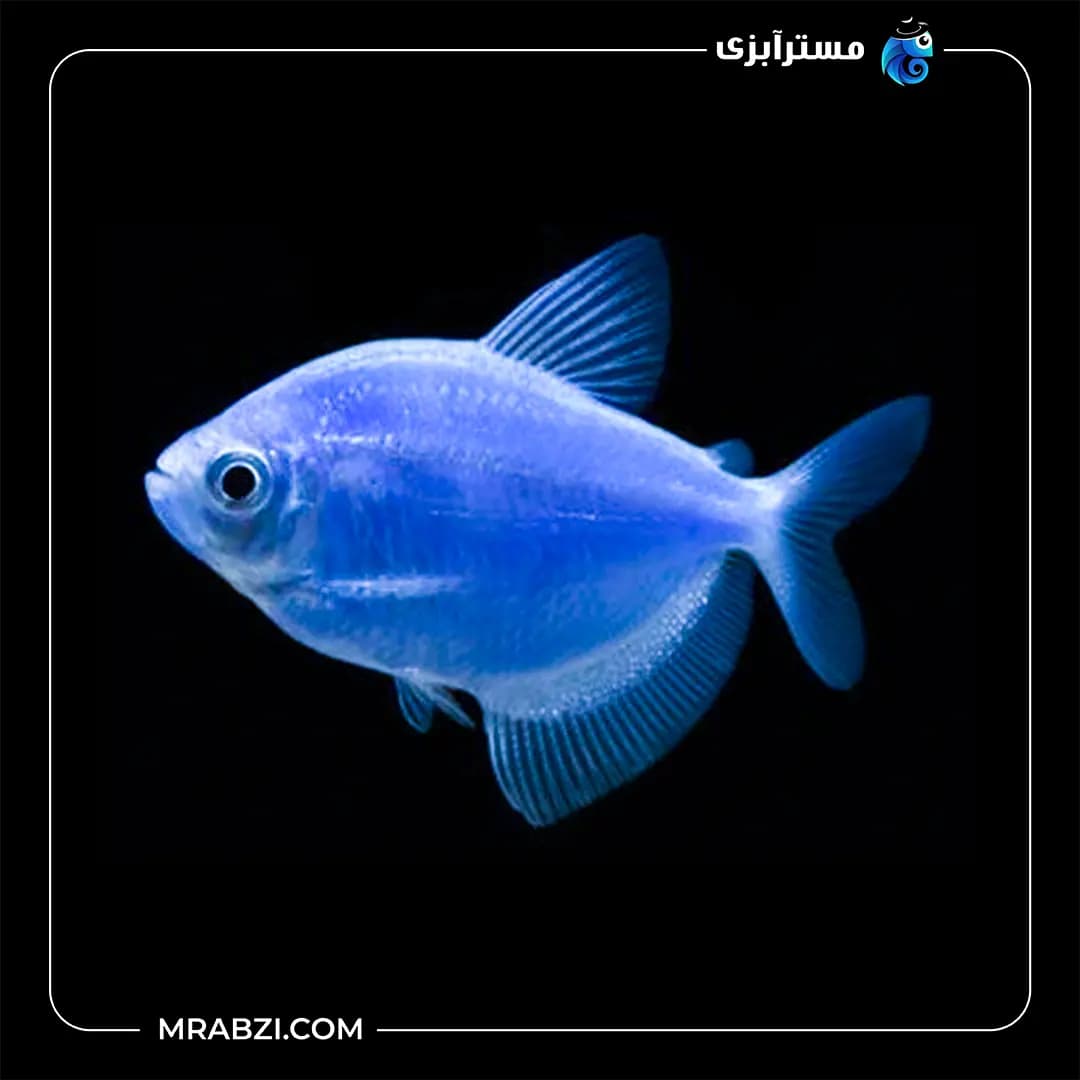 کالر ویدو آبی