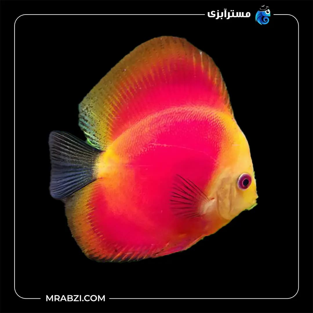 دیسکس ردملون