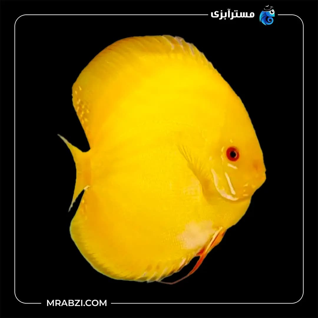 دیسکس یلوملون گلدن کلاسیک