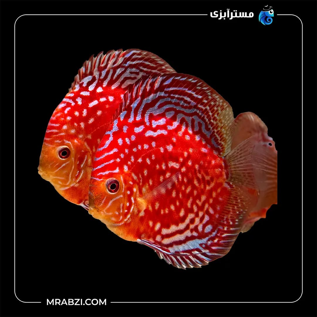 دیسکس رفلشیا