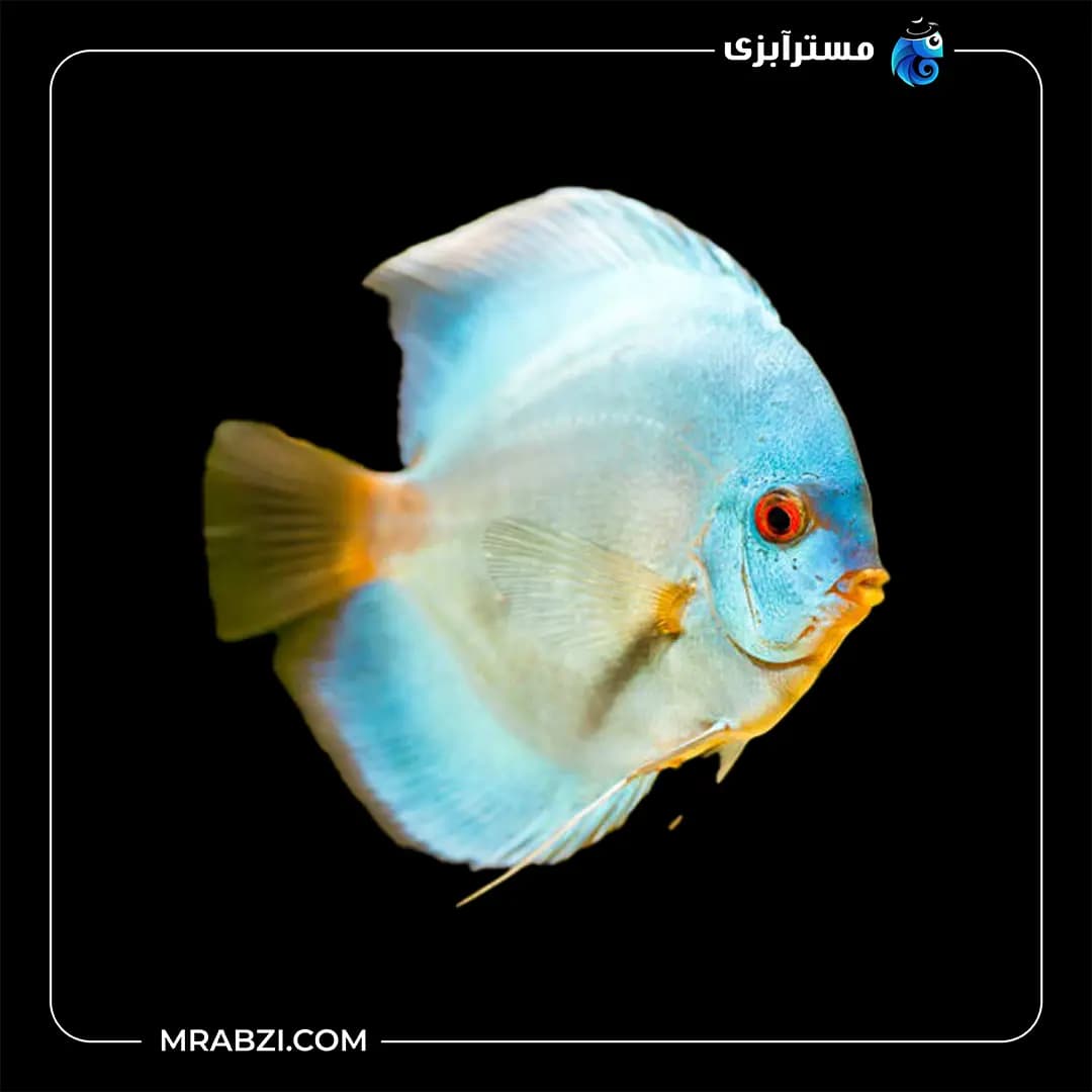 دیسکس بلو اسورت