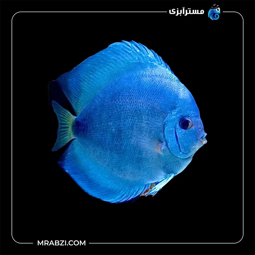دیسکس بلو دایموند