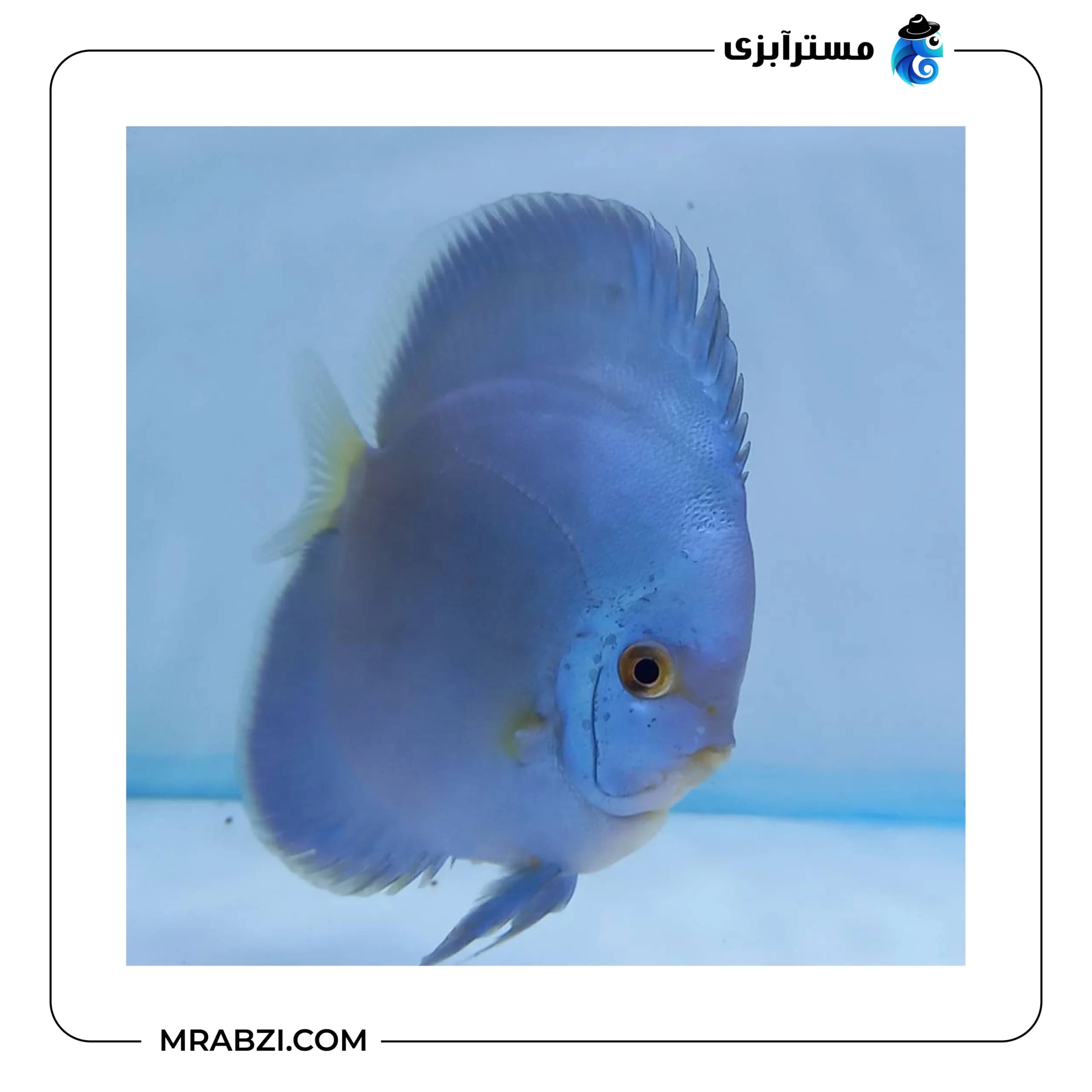 دیسکس بلو دایموند — تصویر ۲