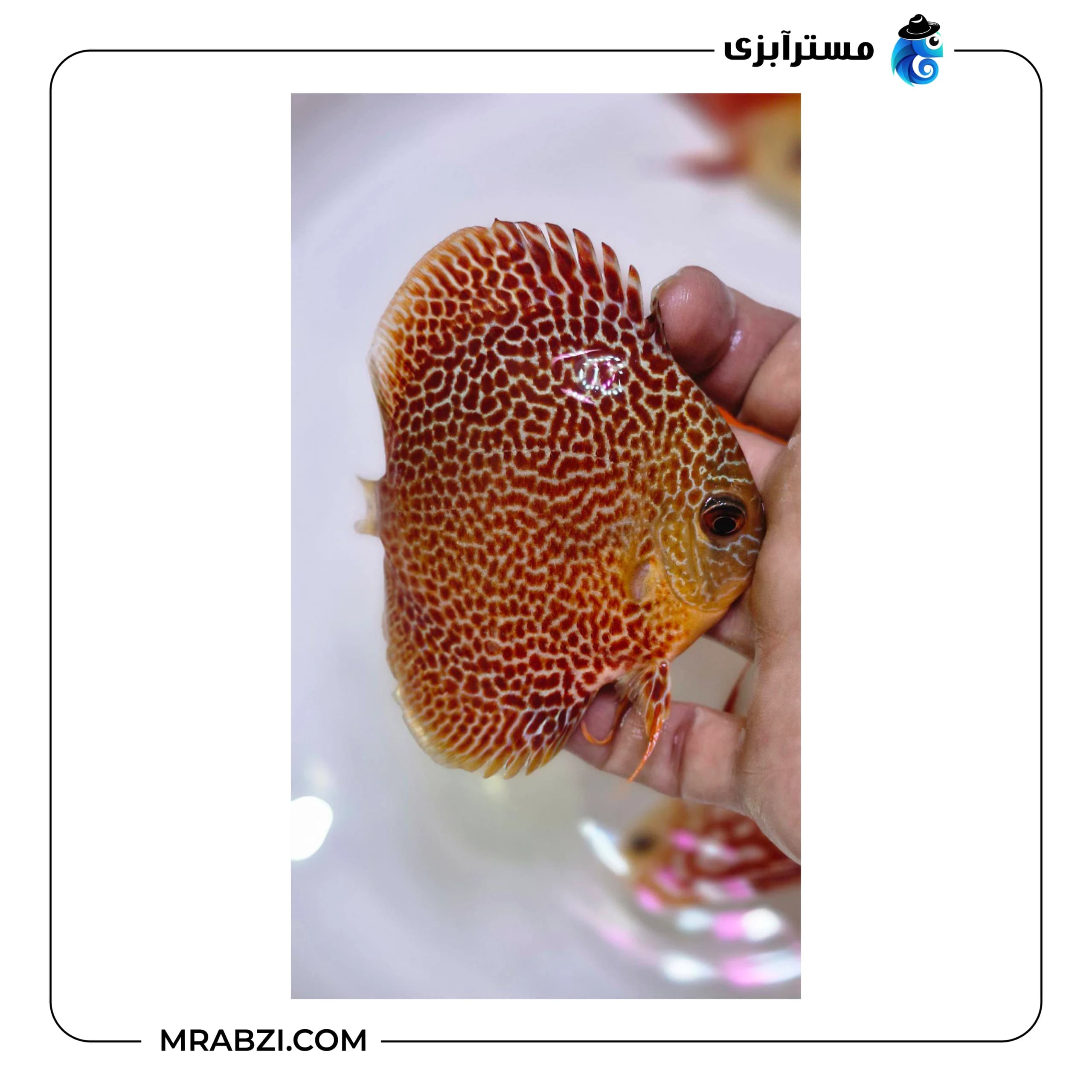 دیسکس آراپشن — تصویر ۲