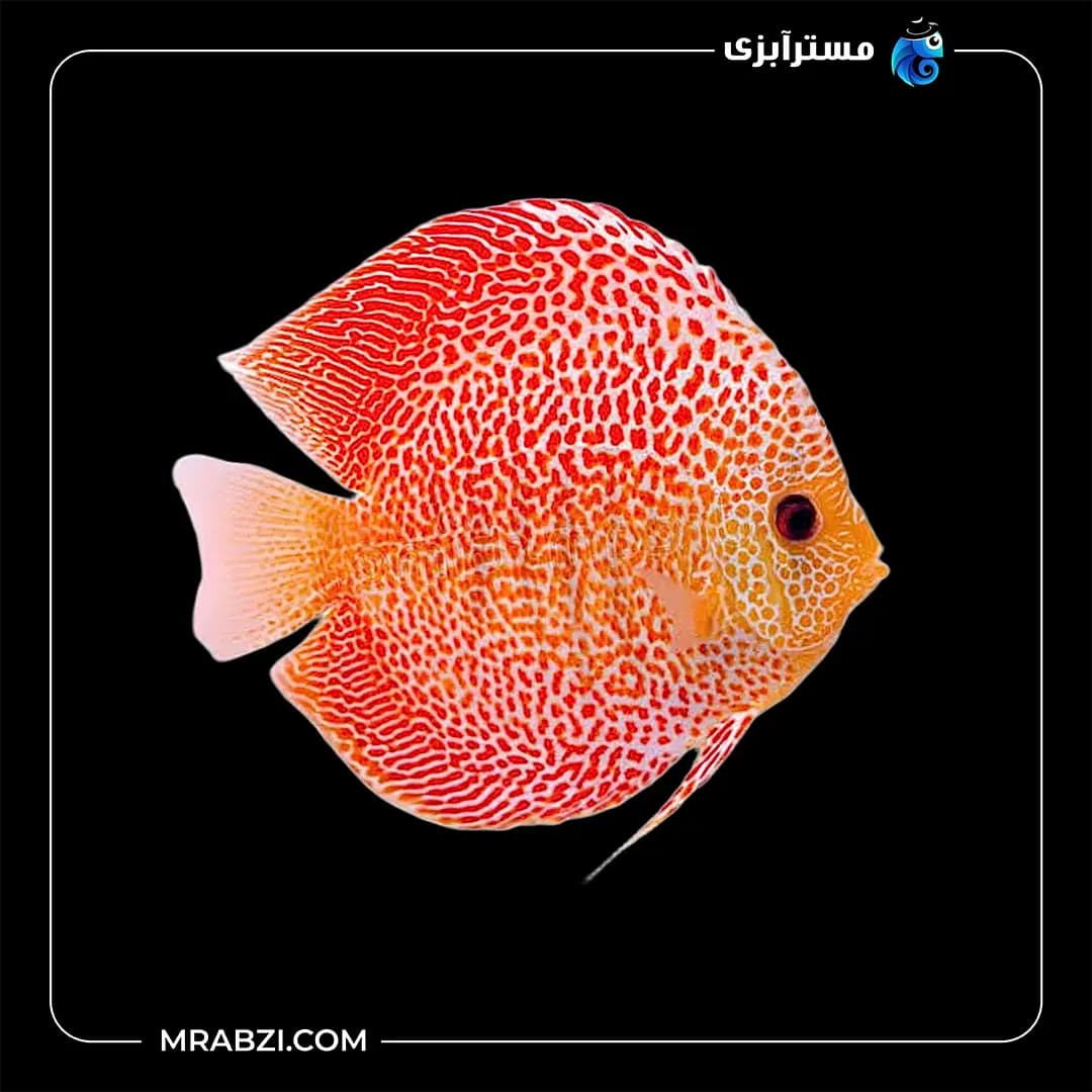 دیسکس آراپشن
