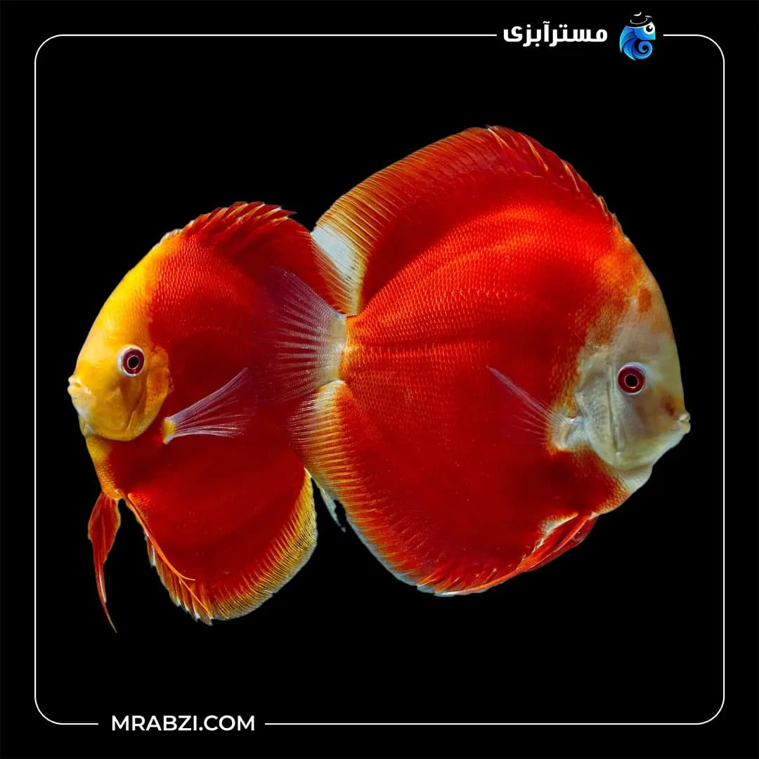 دیسکس فوجی رد هایبادی