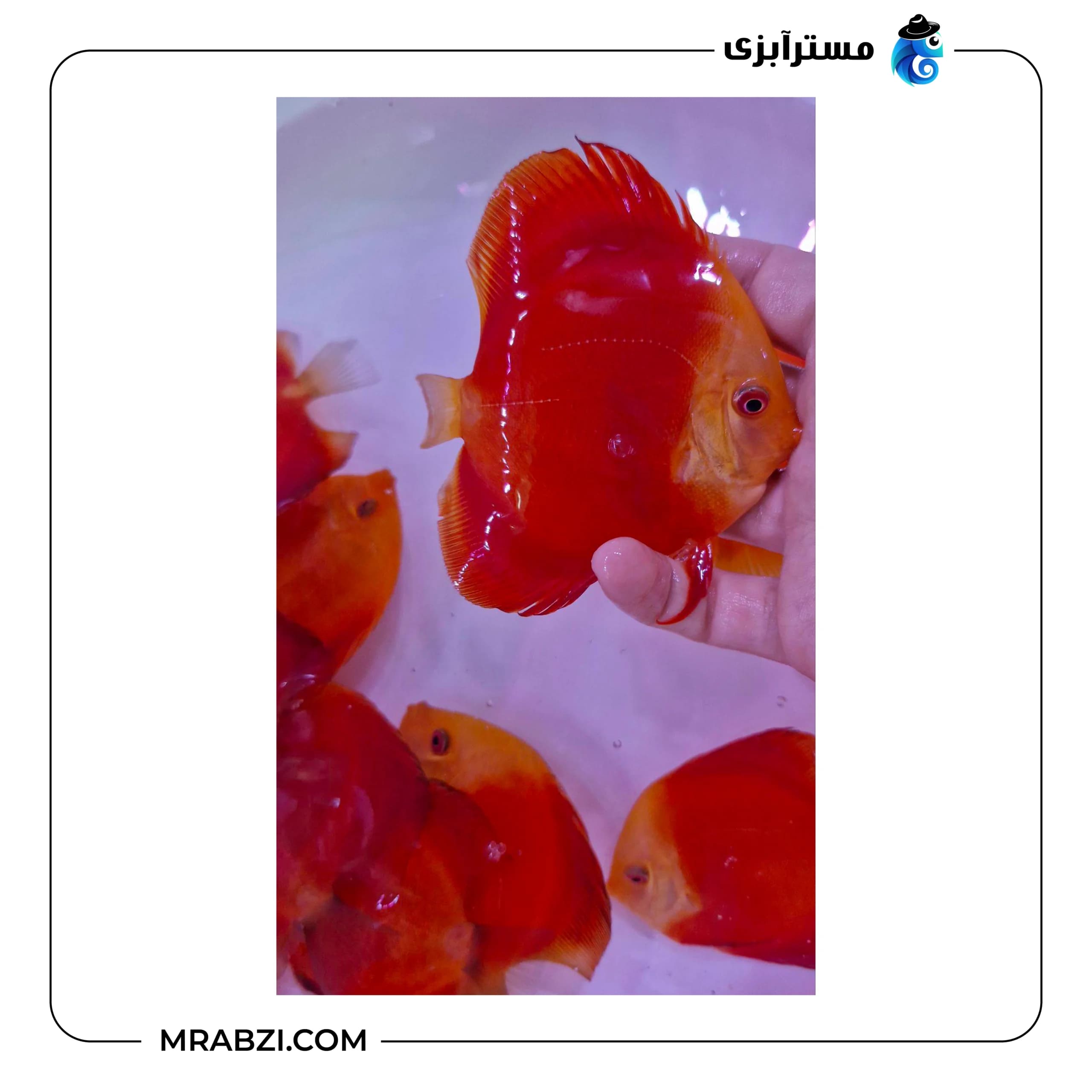 دیسکس فوجی رد هایبادی — تصویر ۲