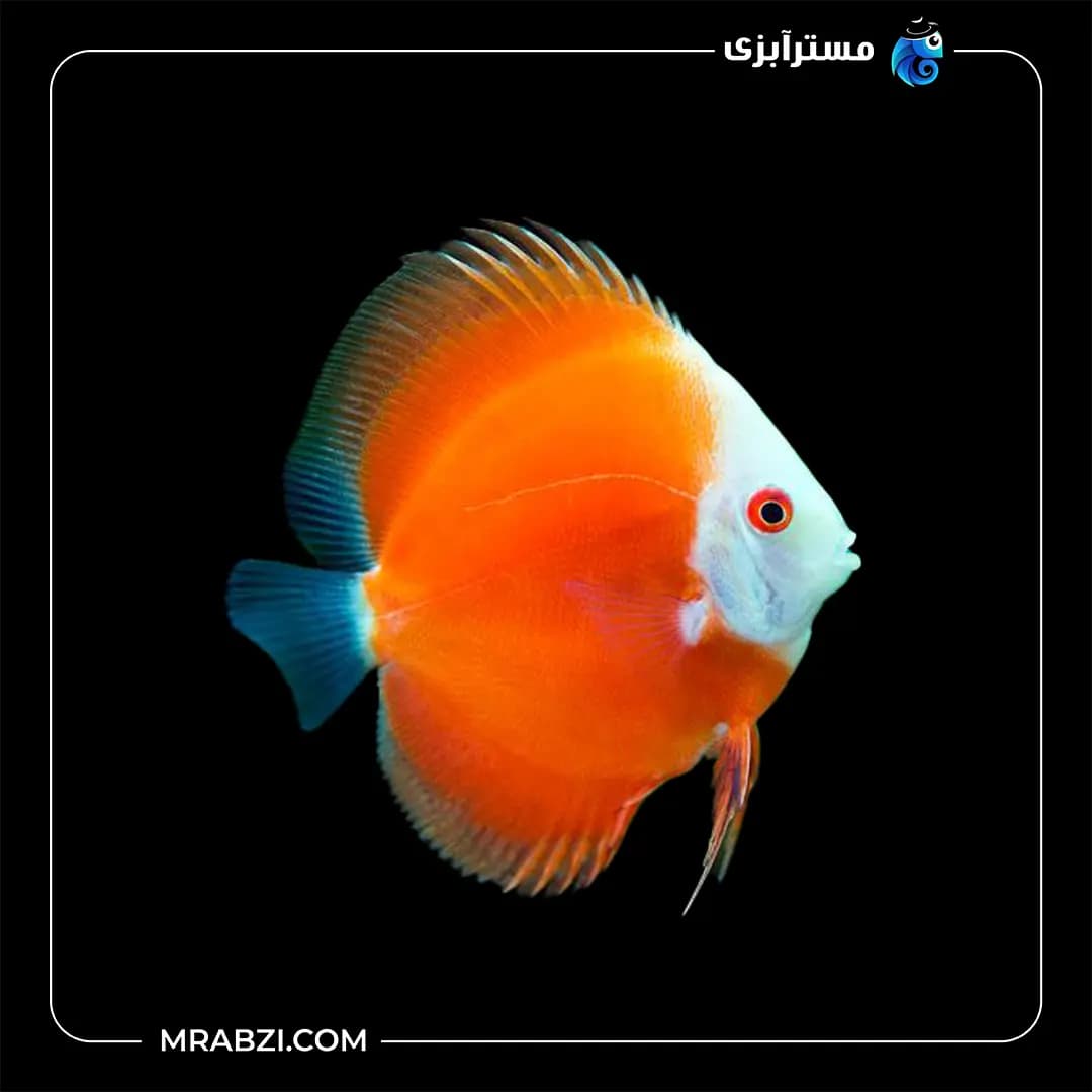دیسکس فوجی رد