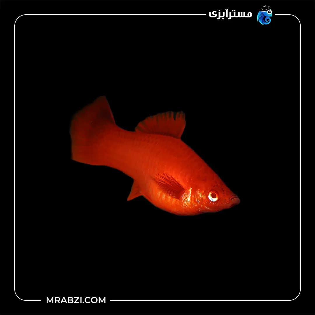 پلاتی بالن خونی