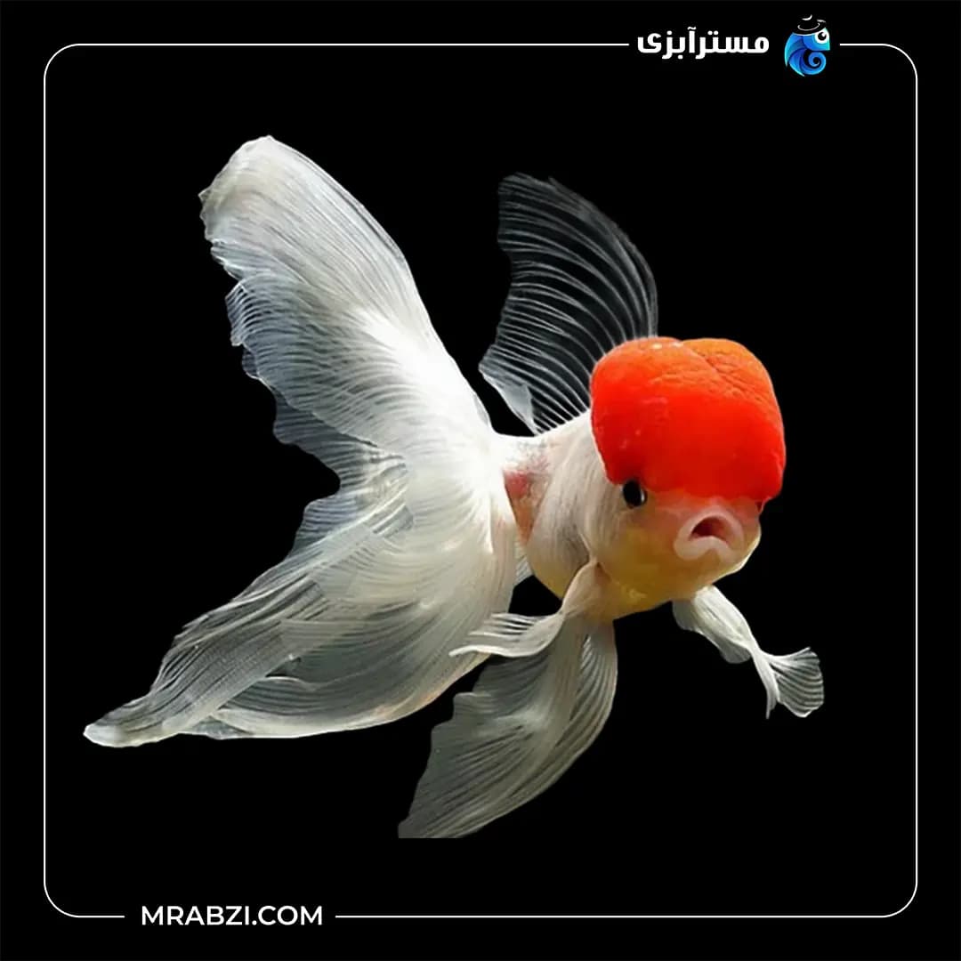 گلدفیش وارداتی ردکپ
