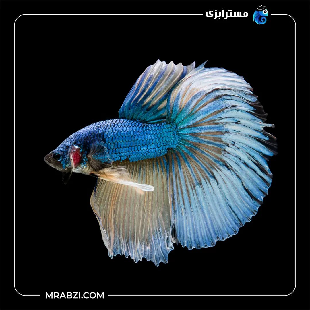 فایتر ماده بیگ ایر