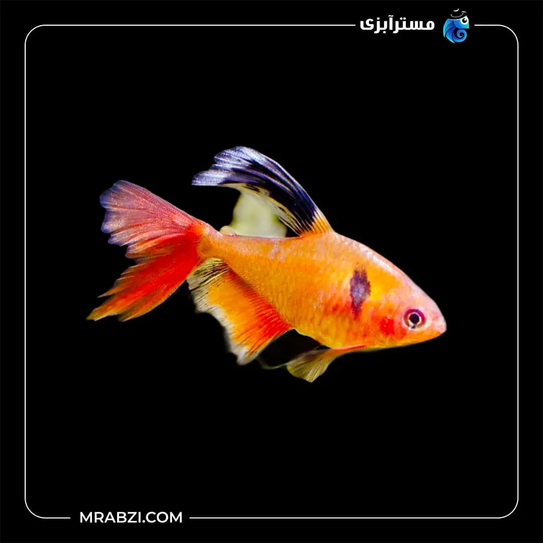 تترا جواهر باله بلندمولد
