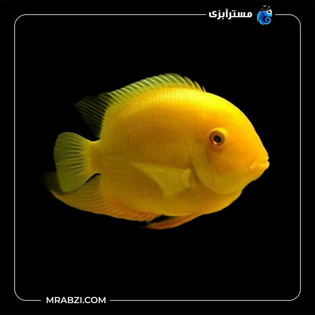 سورم زرد