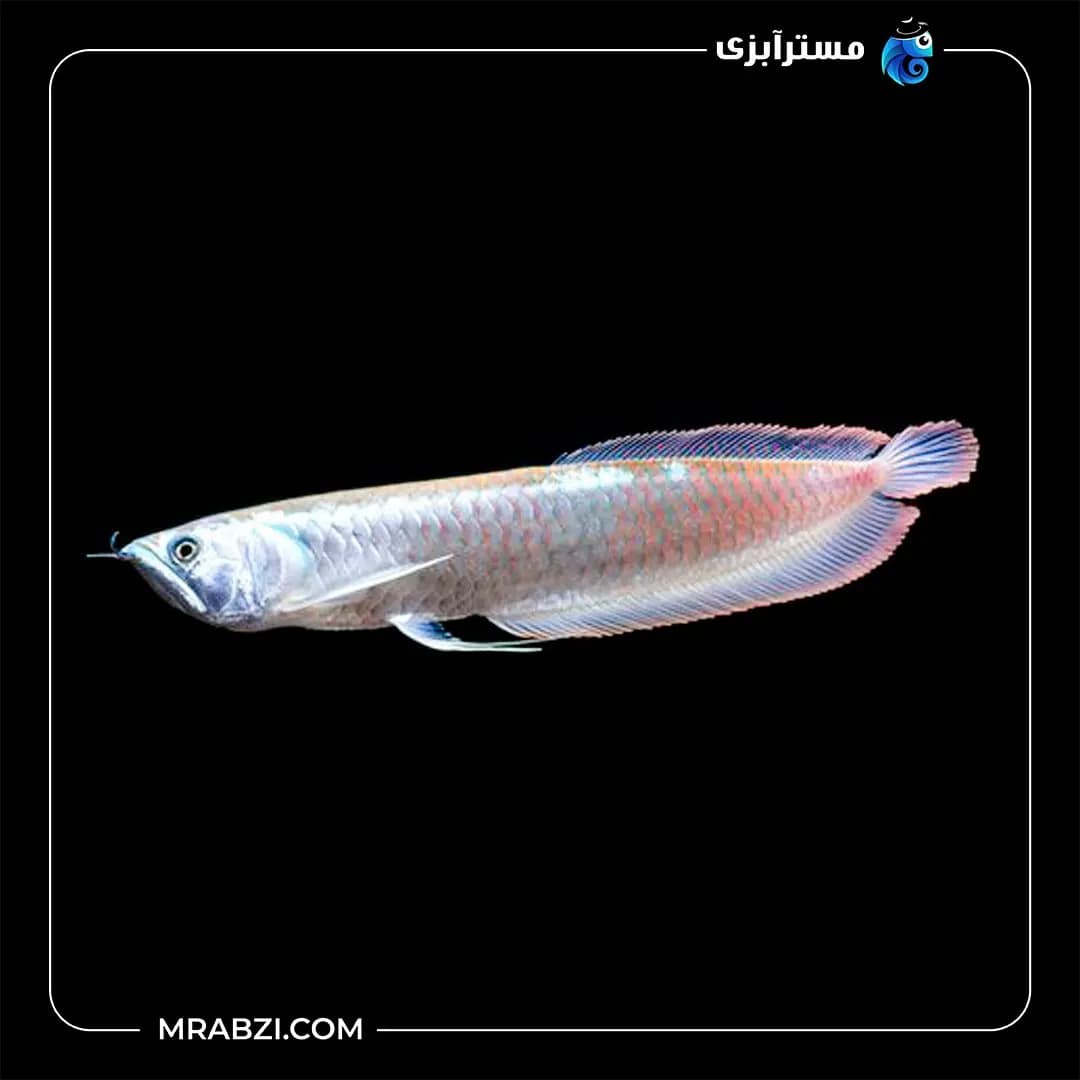 اروانا سیلور