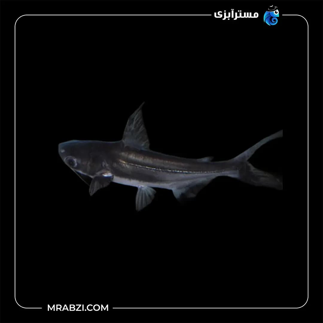 پنگوسی مشکی