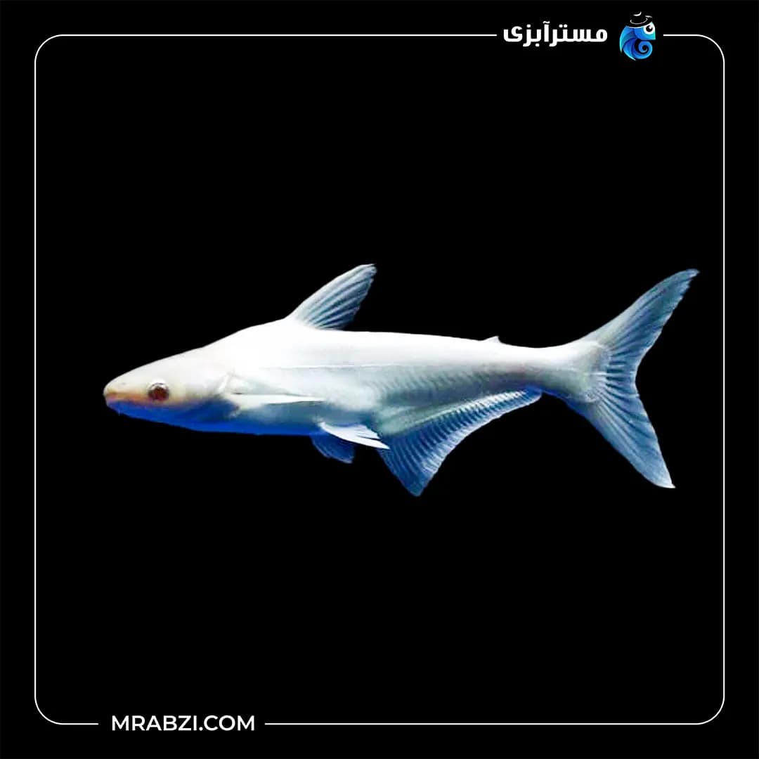 پنگوسی سفید
