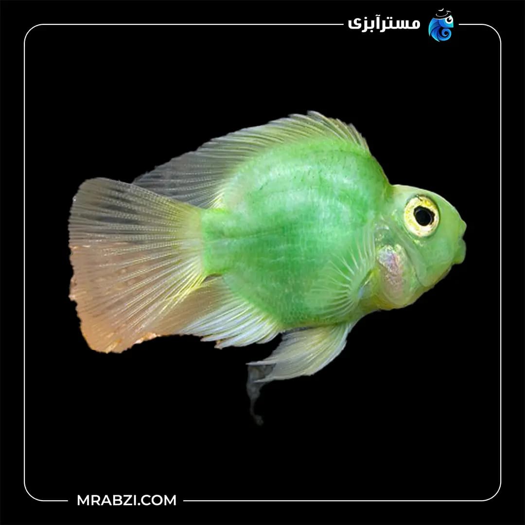 پرت رنگی سبز