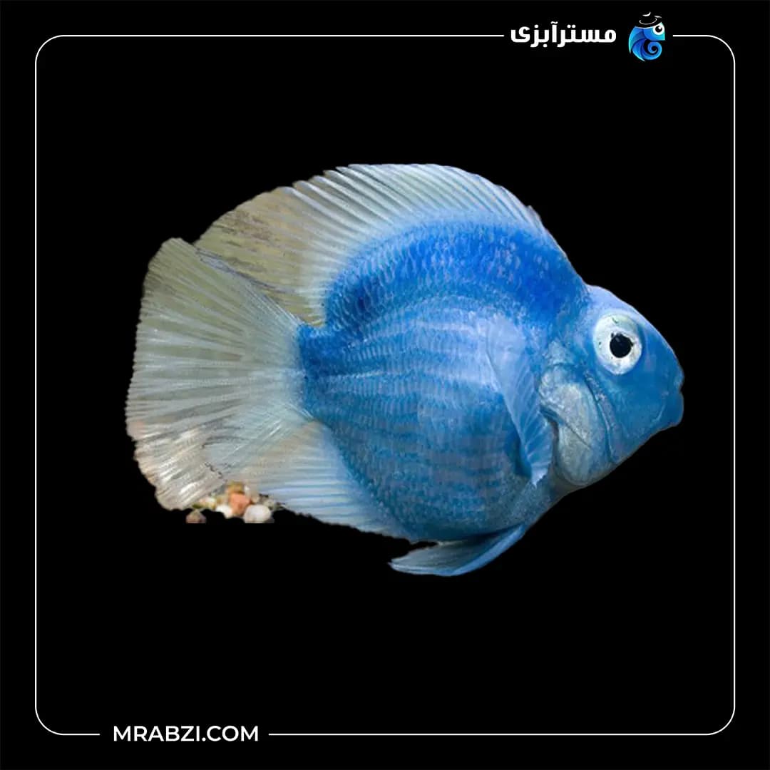 پرت رنگی آبی